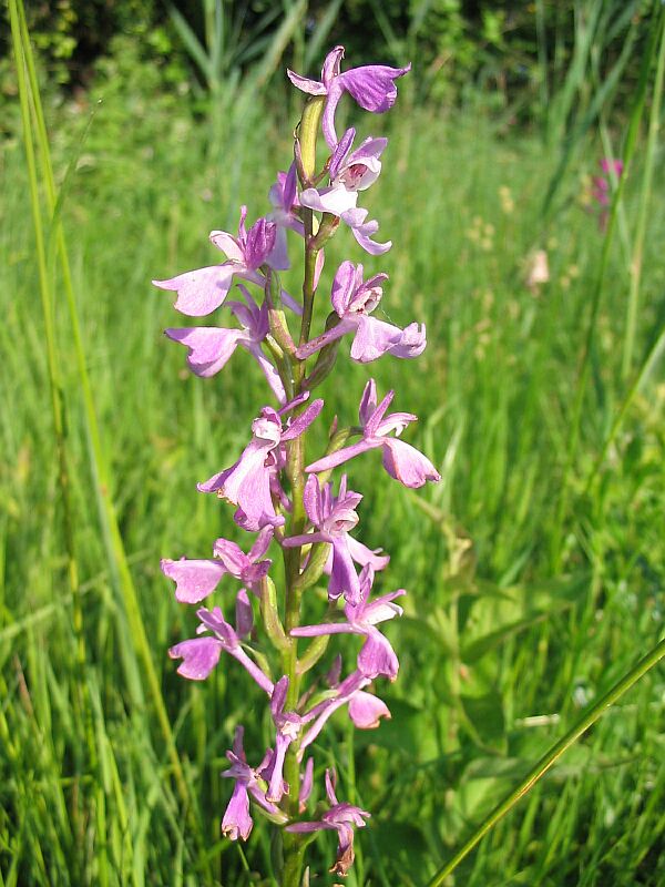 Orchis palustris